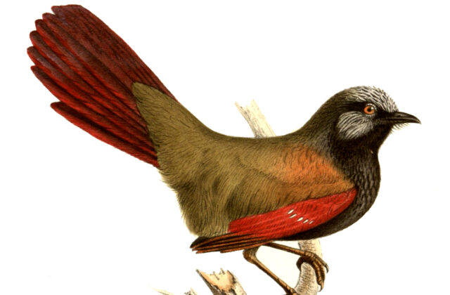 Red-winged Laughingthrush