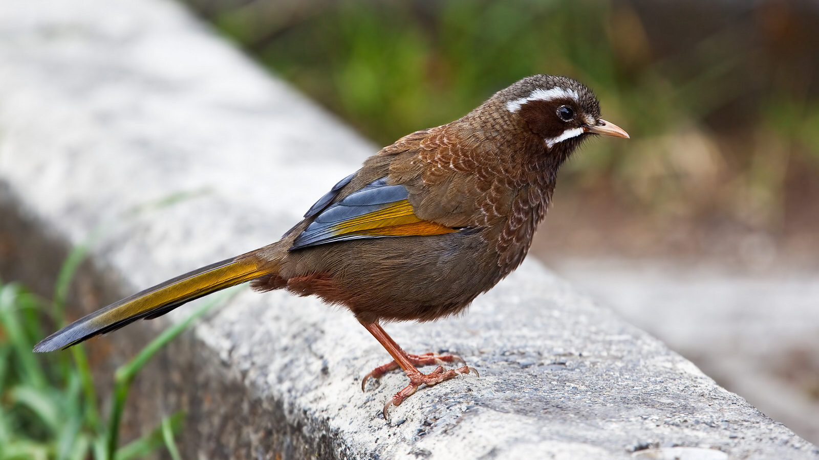 White-whiskered Laughingthrush
