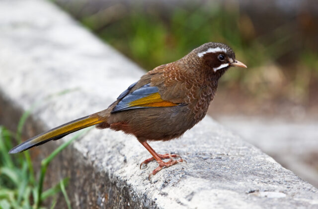White-whiskered Laughingthrush