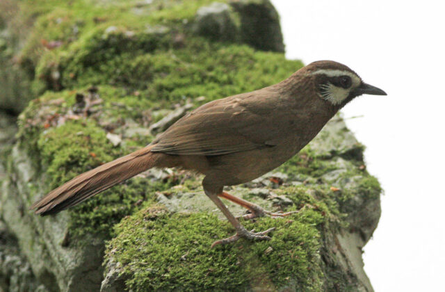 White-browed Laughingthrush