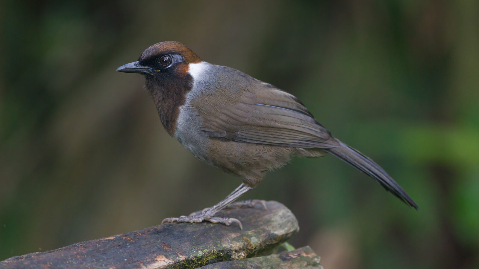 White-necked Laughingthrush