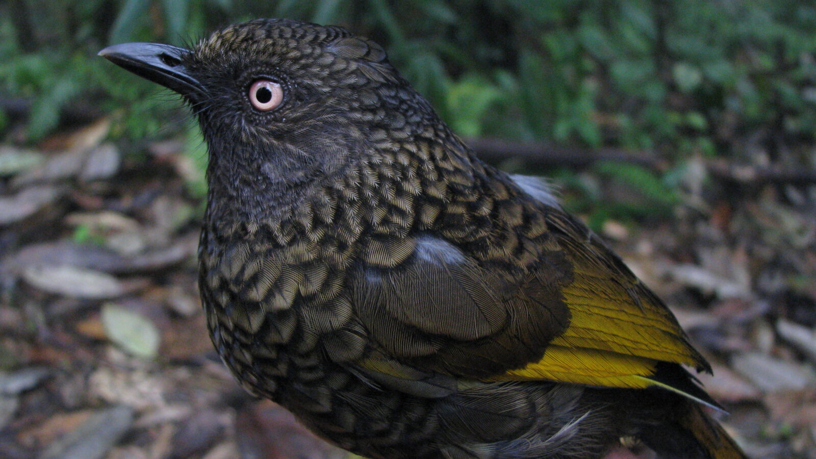 Scaly Laughingthrush