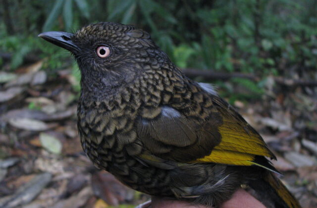 Scaly Laughingthrush