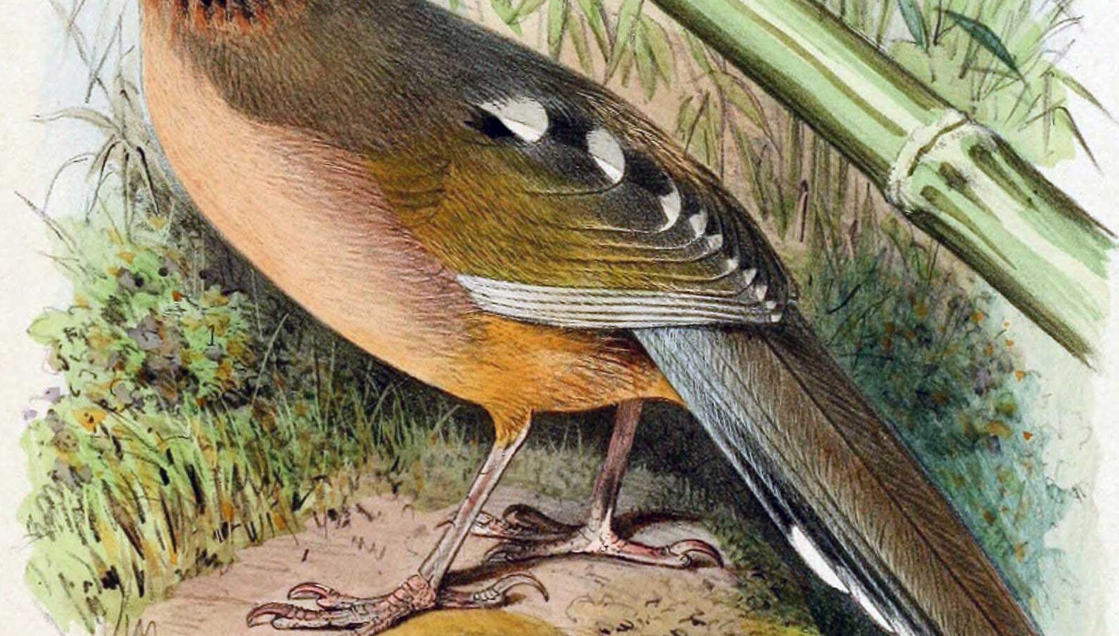 Snowy-cheeked Laughingthrush