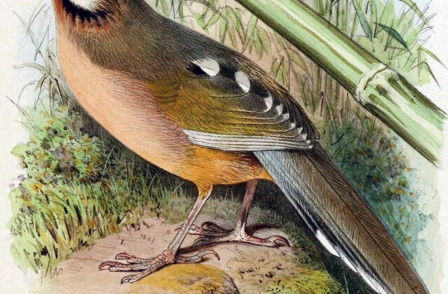 Snowy-cheeked Laughingthrush