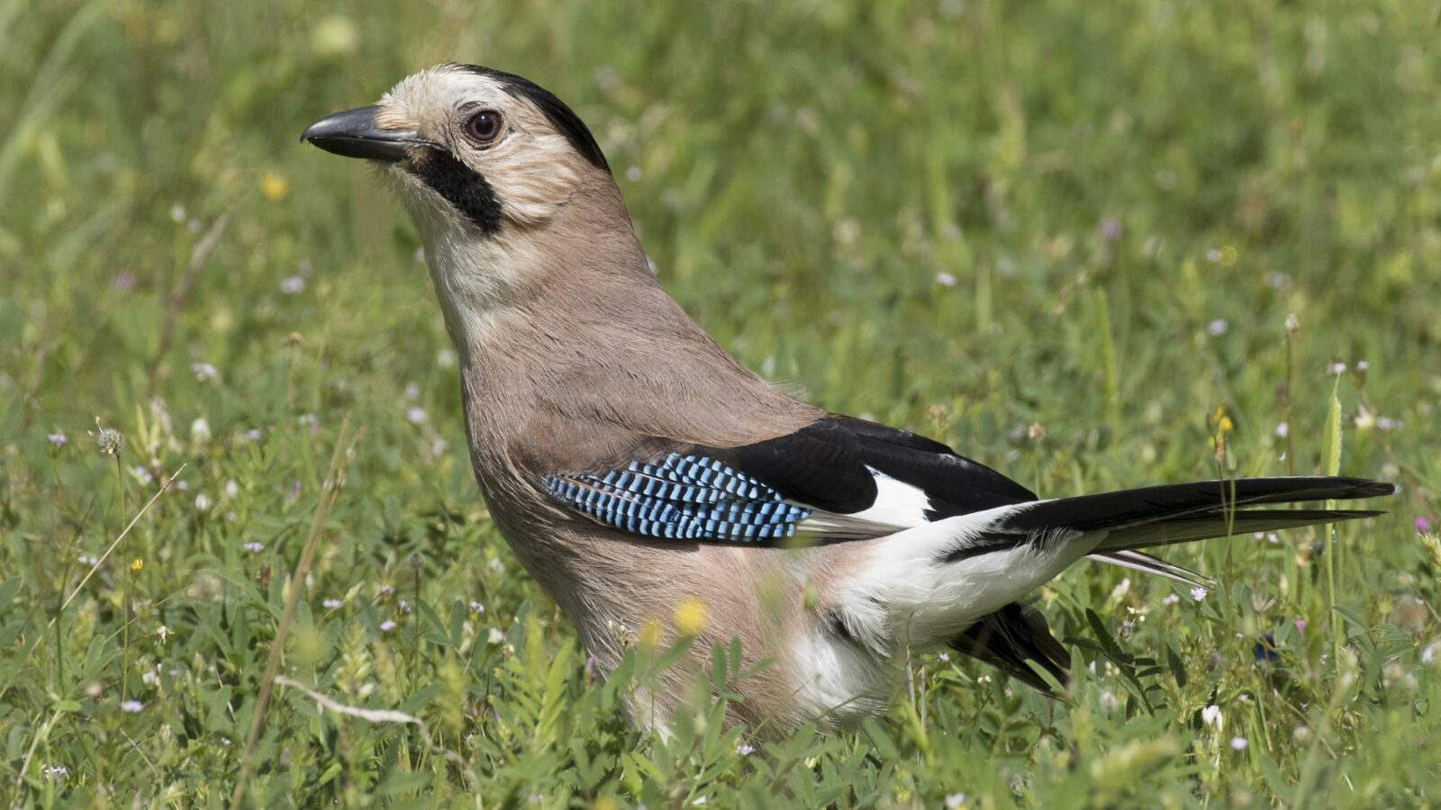 Eurasian Jay