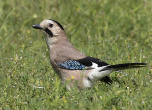 Eurasian Jay