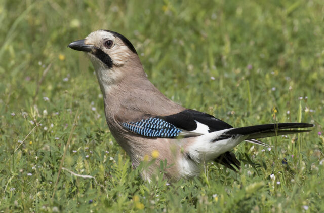 Eurasian Jay