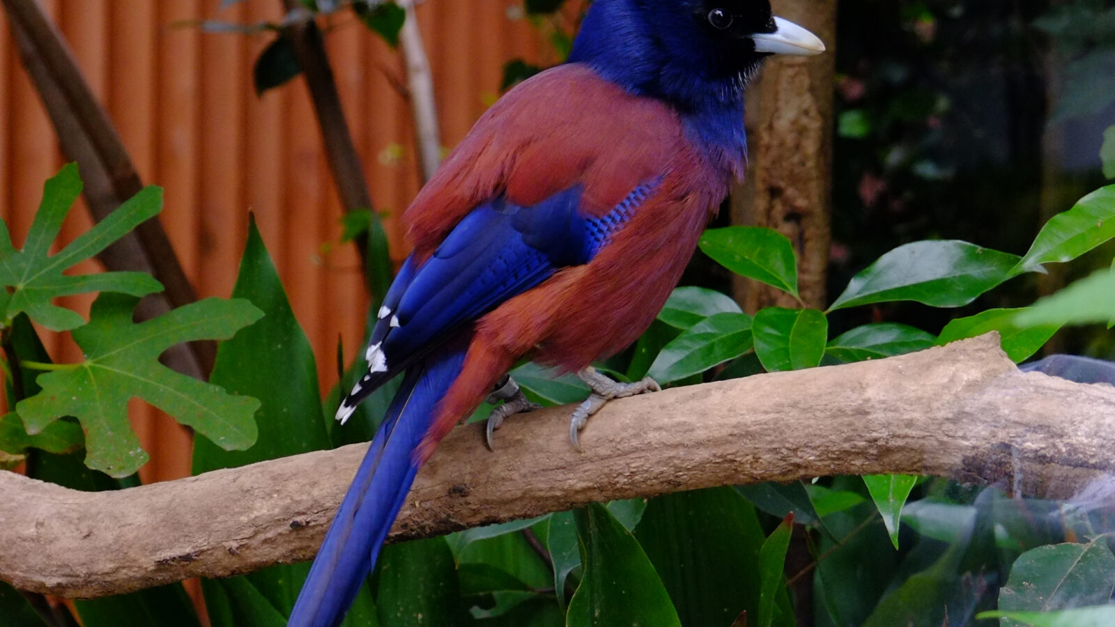 Lidth’s Jay