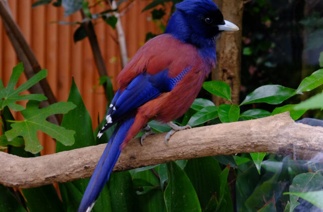 Lidth’s Jay
