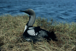 Black-throated Loon