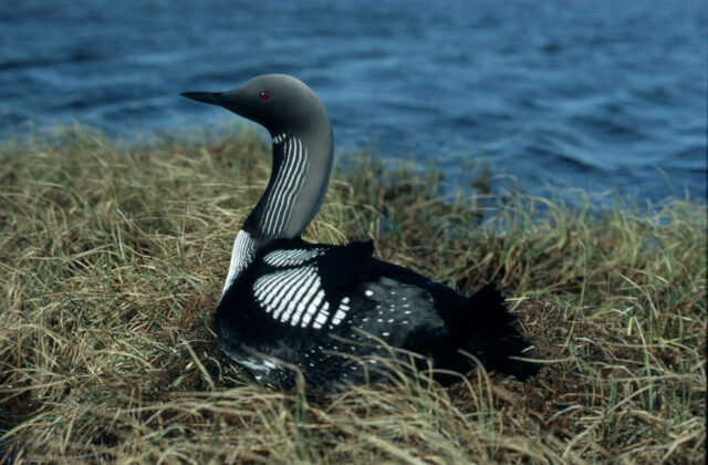 Black-throated Loon
