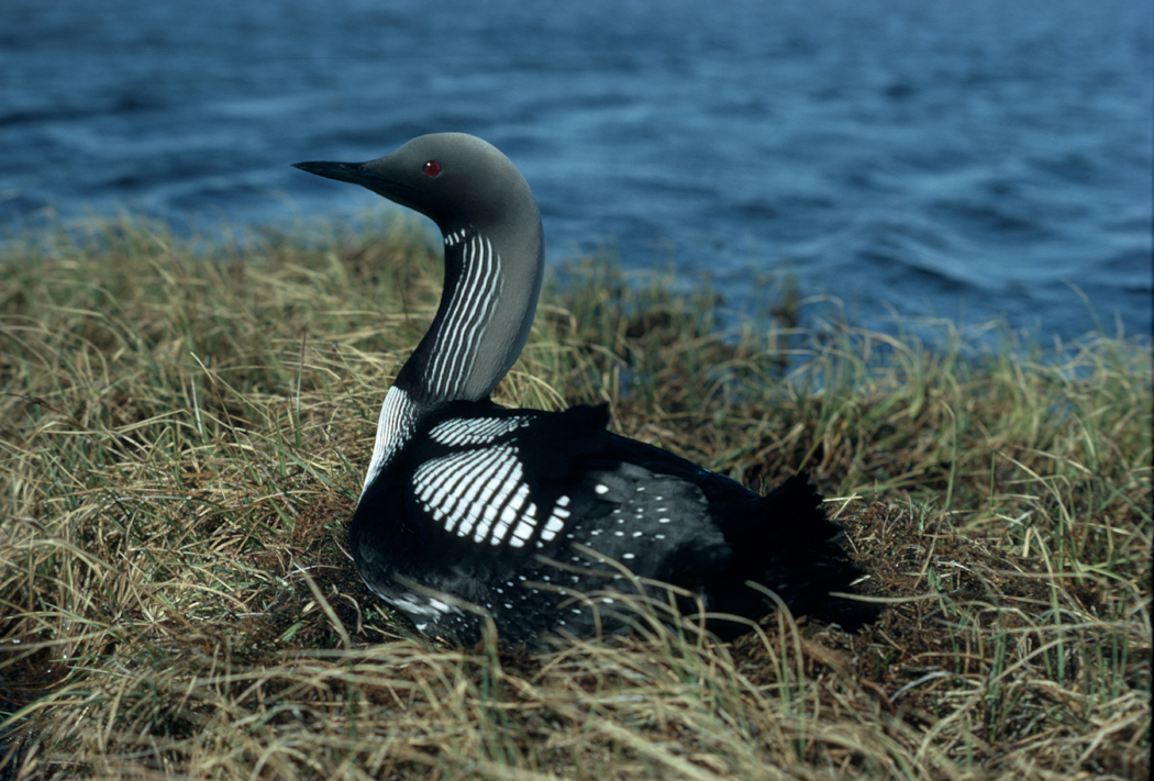Black-throated Loon