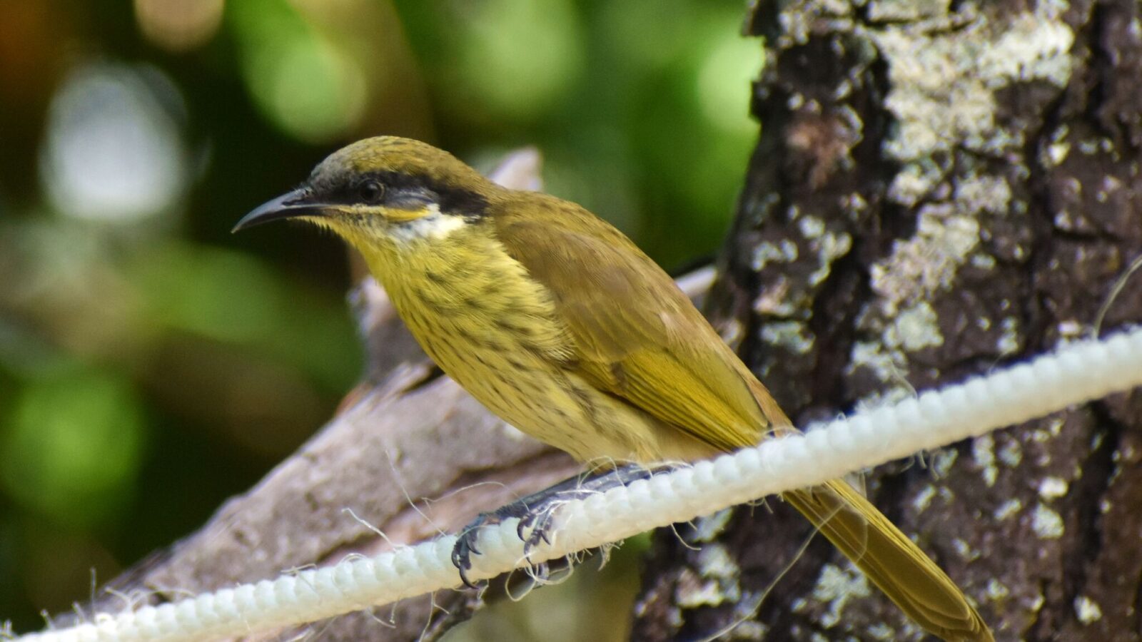 Varied Honeyeater
