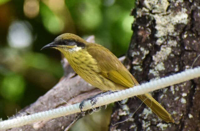 Varied Honeyeater