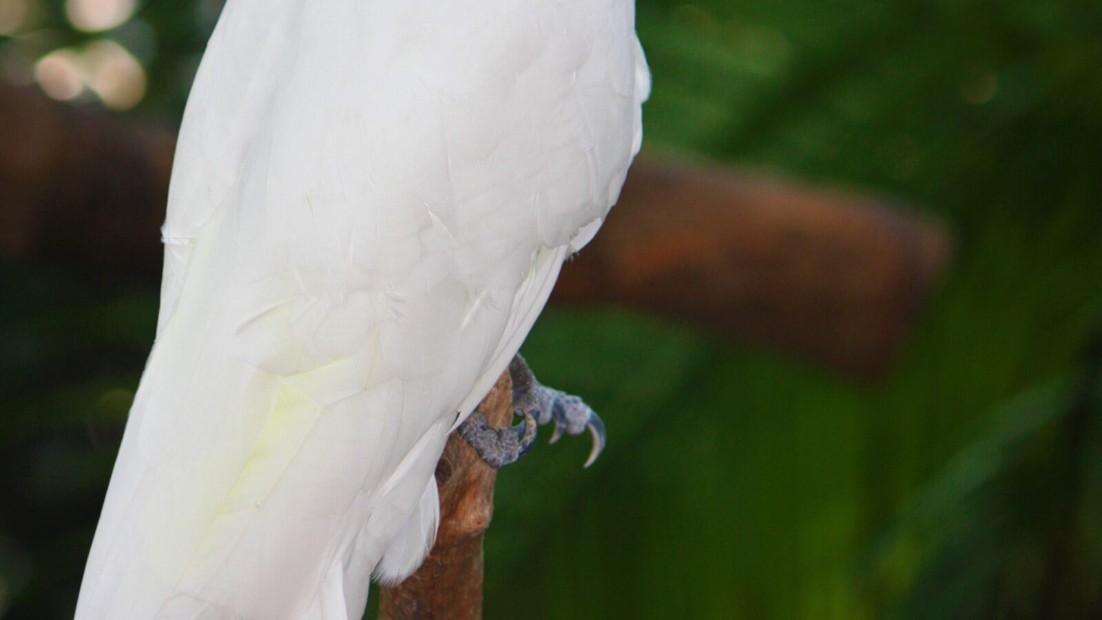 Yellow-crested Cockatoo