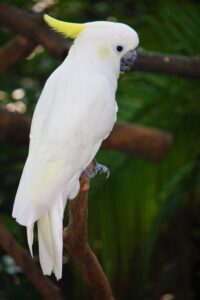 Yellow-crested Cockatoo