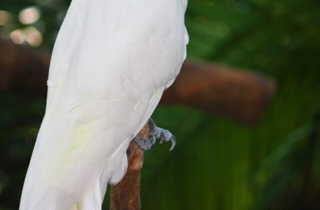 Yellow-crested Cockatoo