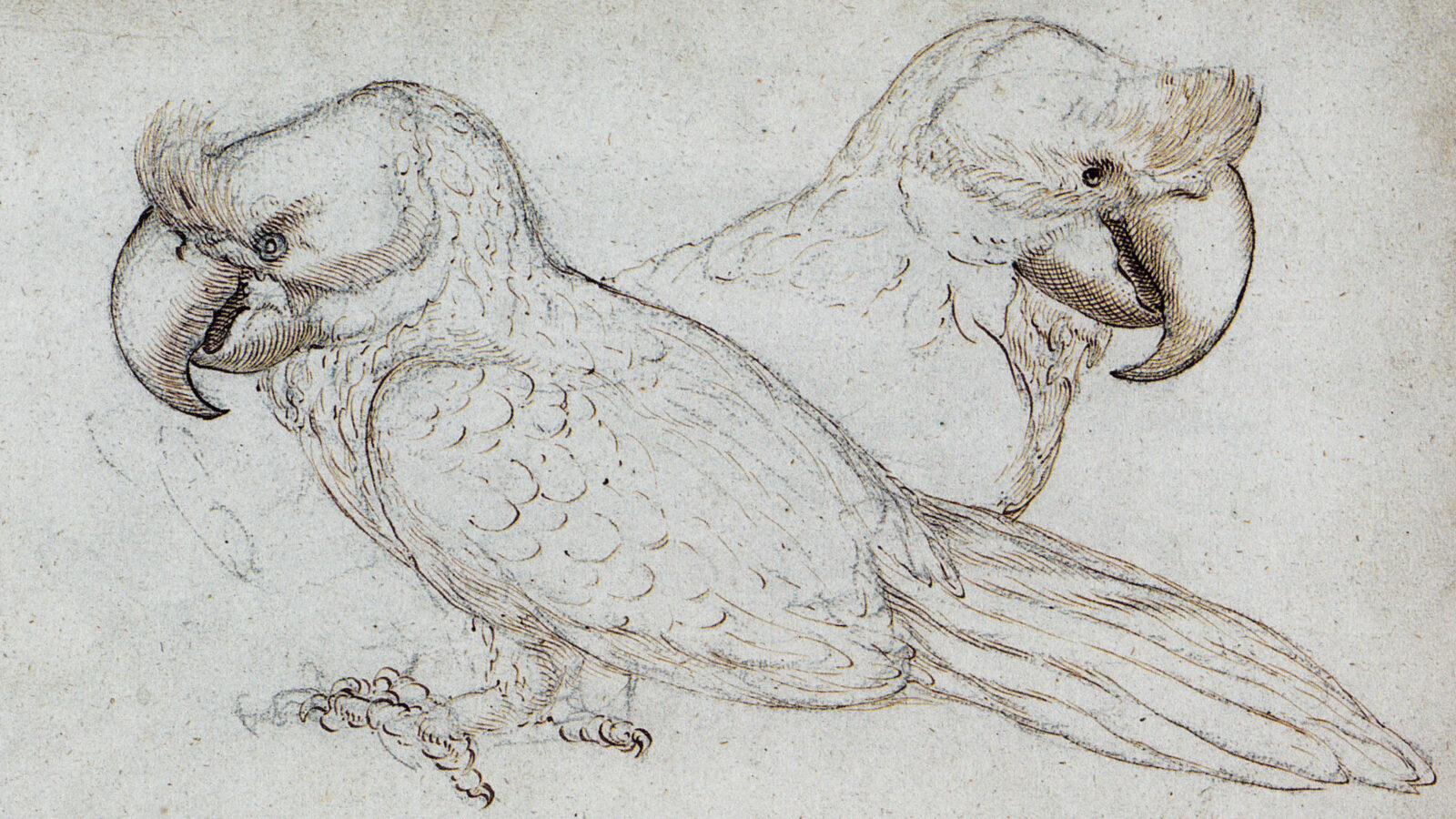 Broad-billed Parrot