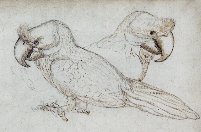 Broad-billed Parrot