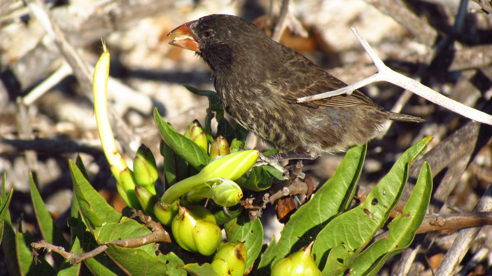 Genovesa Cactus Finch