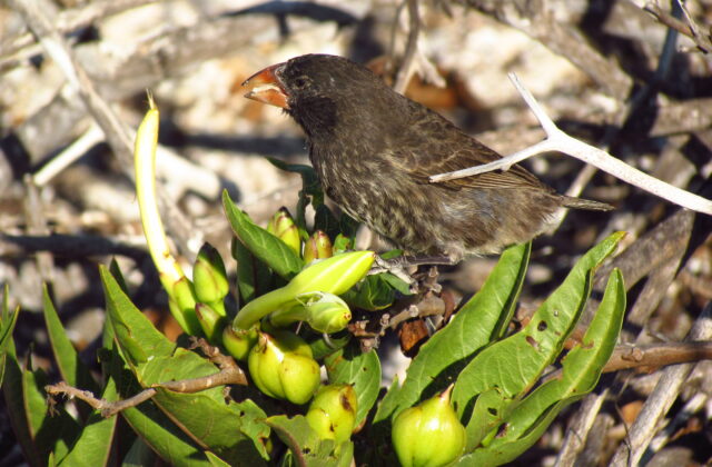 Genovesa Cactus Finch