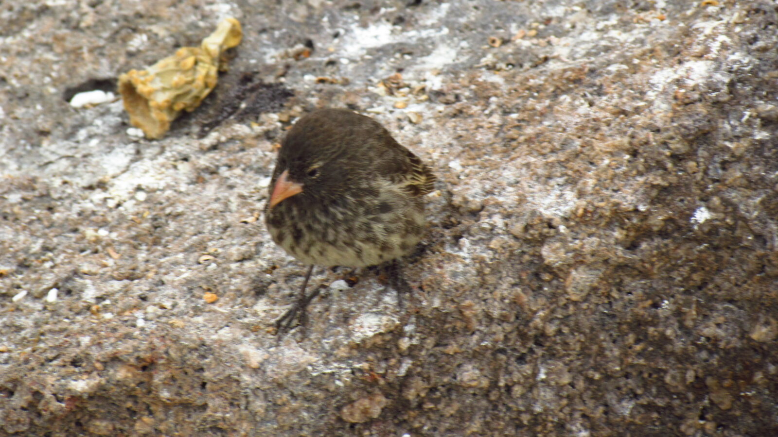Genovesa Ground Finch