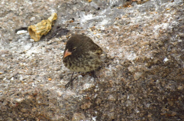Genovesa Ground Finch