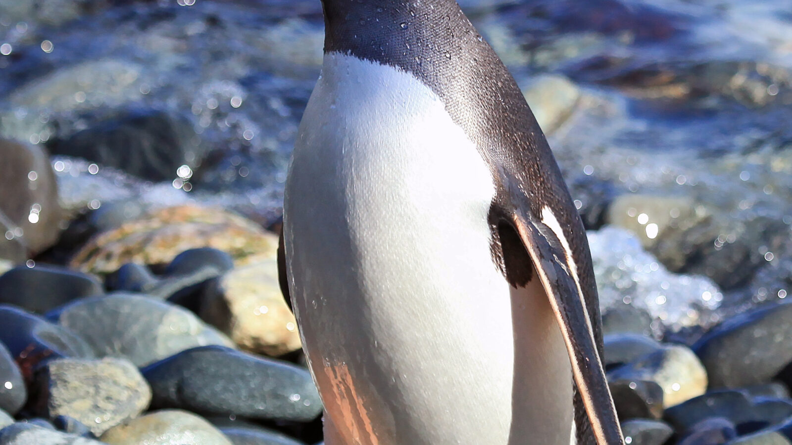 Gentoo Penguin