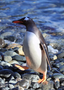 Gentoo Penguin