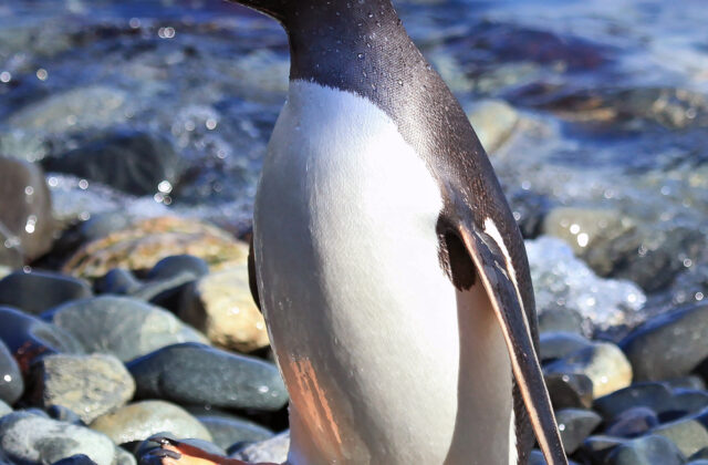 Gentoo Penguin