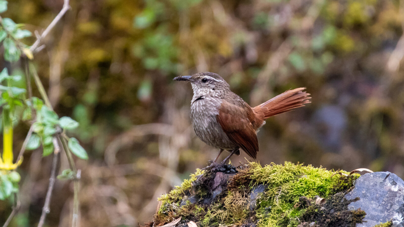 Striated Earthcreeper