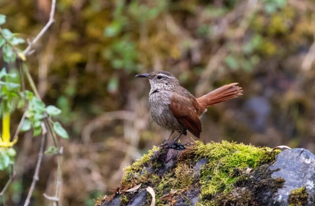 Striated Earthcreeper