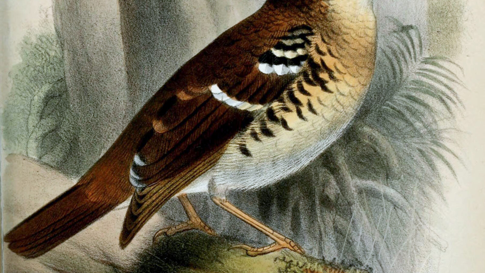 Fawn-breasted Thrush