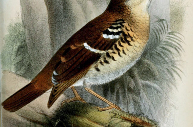 Fawn-breasted Thrush