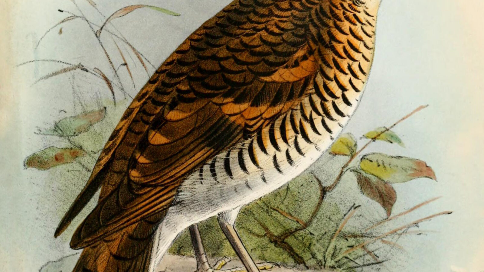 Russet-tailed Thrush