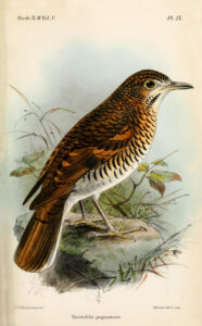 Russet-tailed Thrush