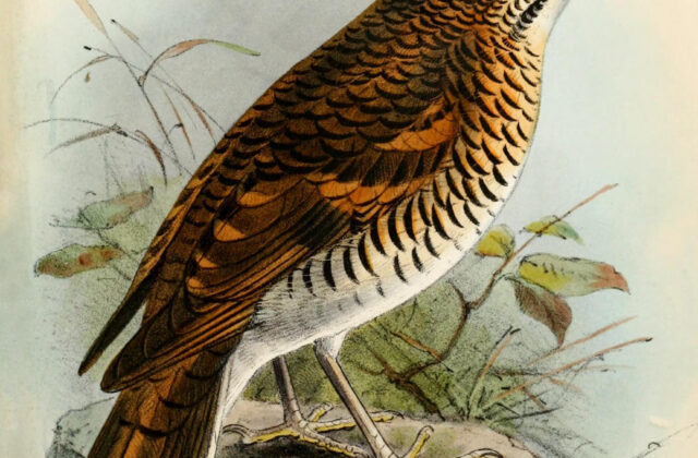 Russet-tailed Thrush