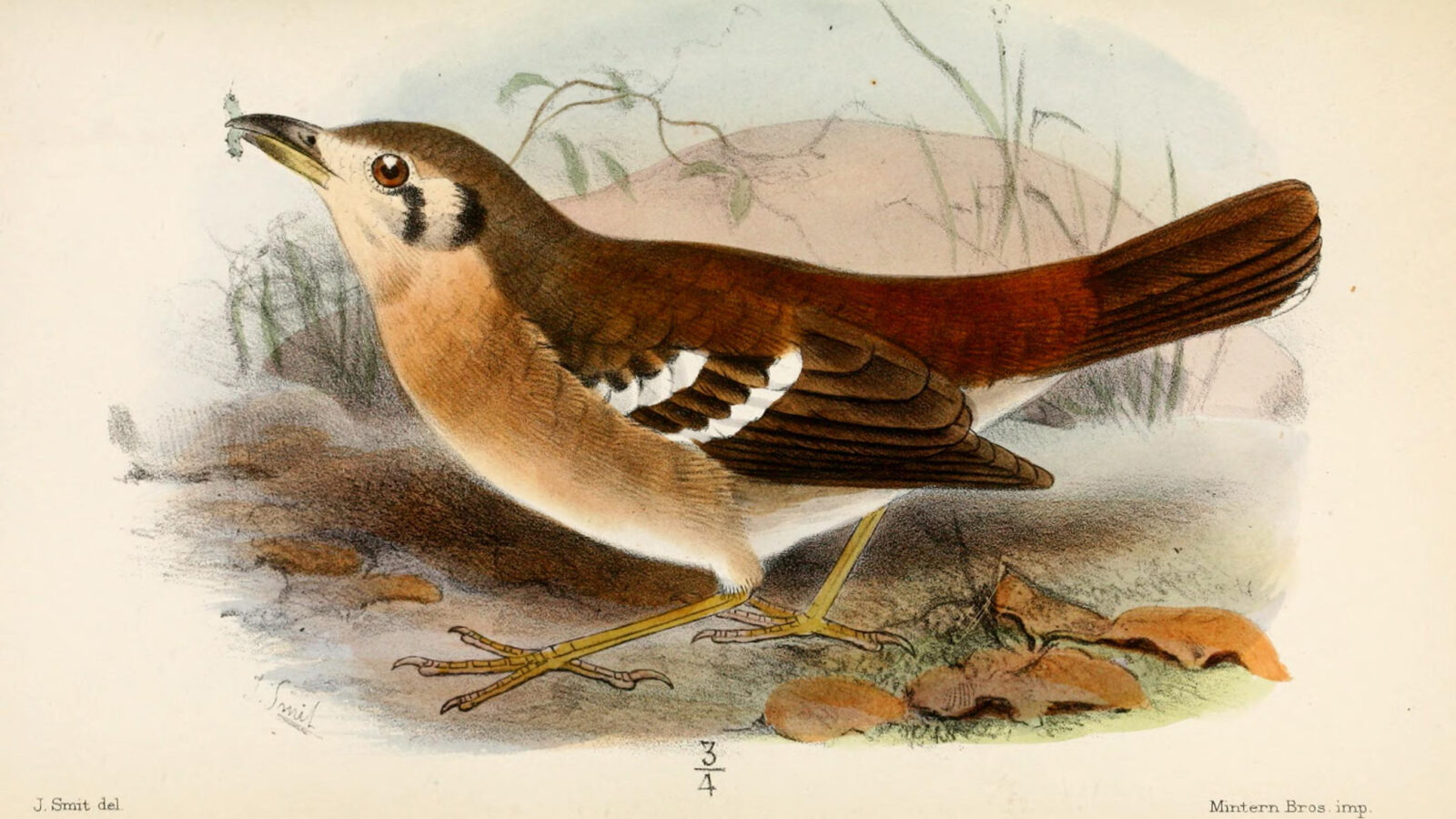 Grey Ground Thrush
