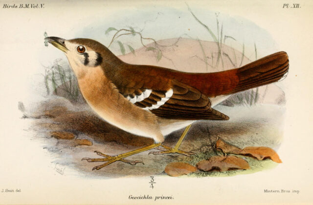 Grey Ground Thrush