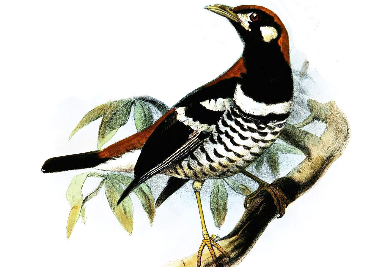 Red-backed Thrush