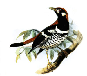 Red-backed Thrush