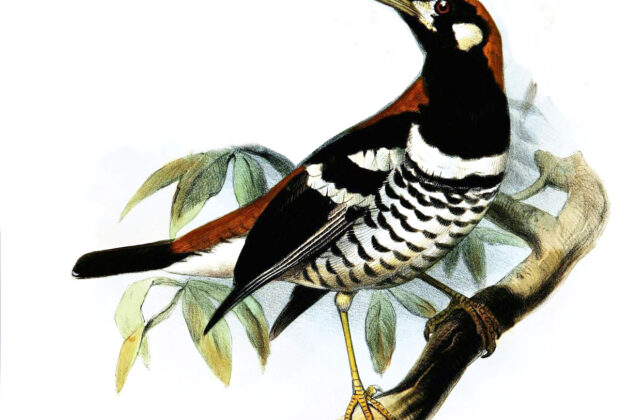 Red-backed Thrush