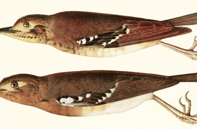 Oberländer’s Ground Thrush