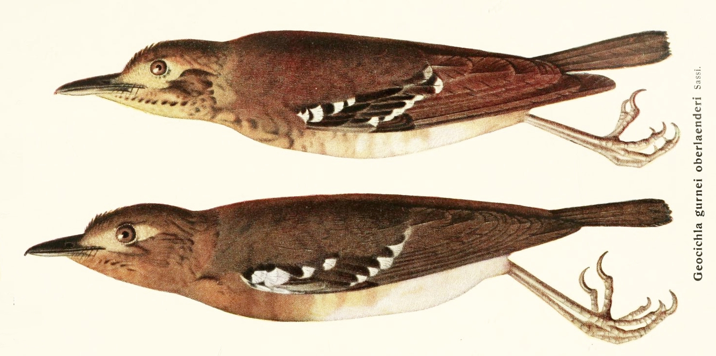 Oberländer’s Ground Thrush