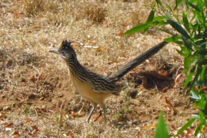 Lesser Roadrunner