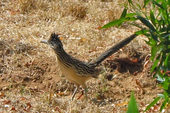 Lesser Roadrunner