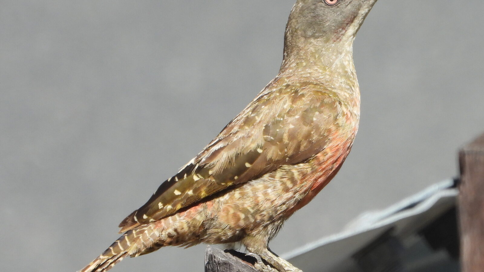 Ground Woodpecker