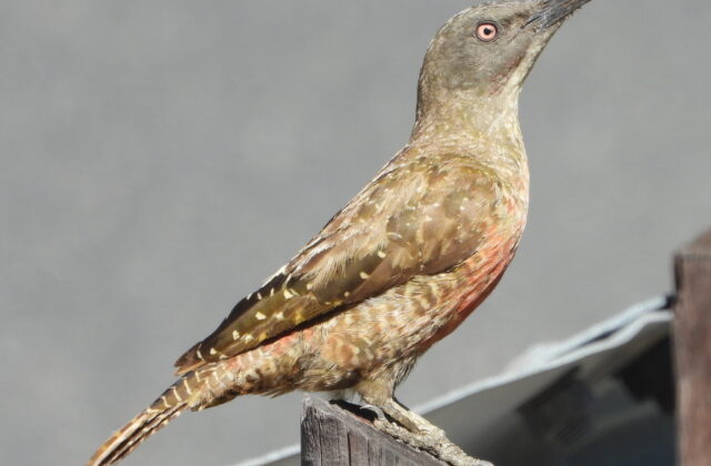 Ground Woodpecker