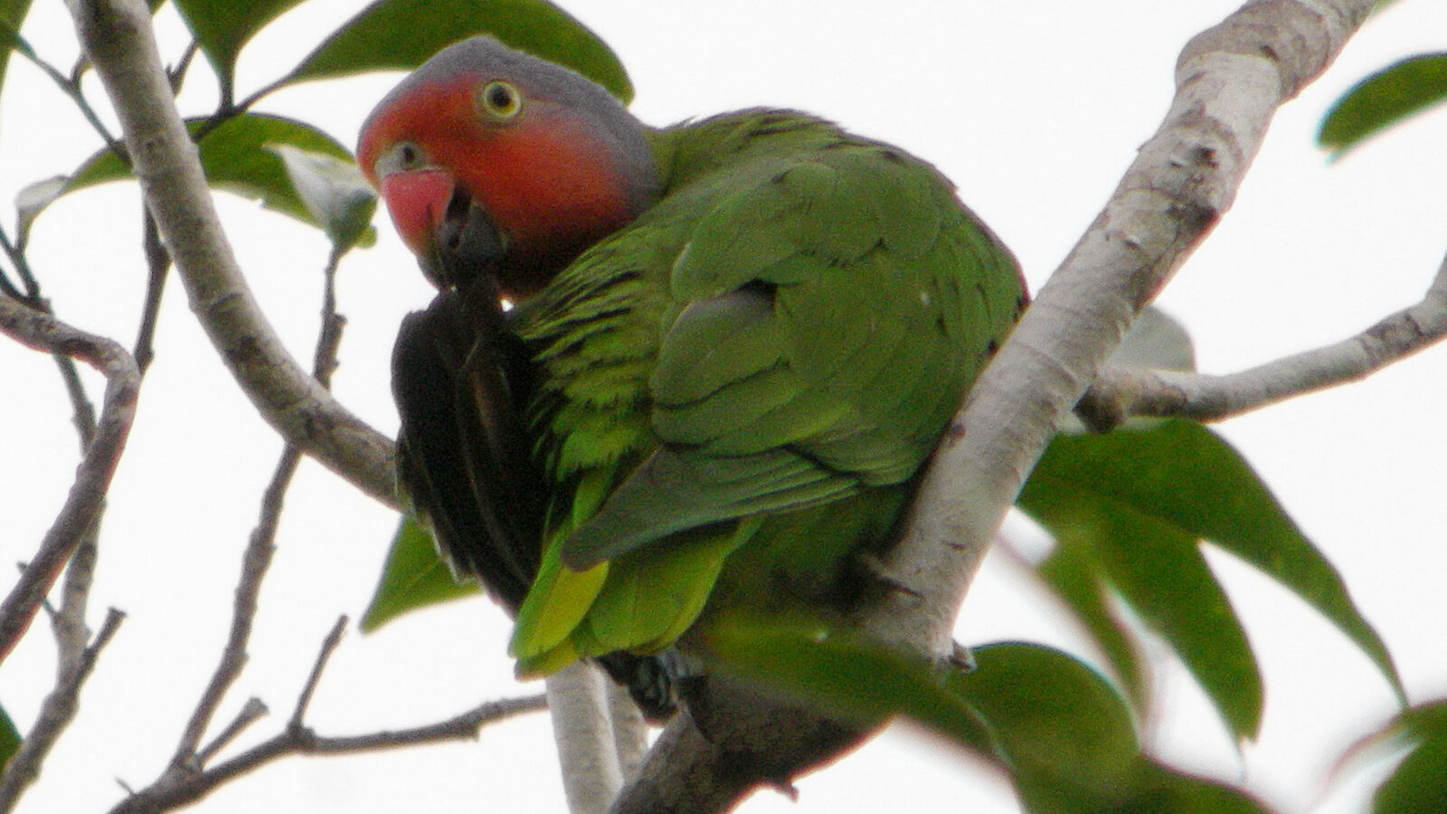 Red-cheeked Parrot